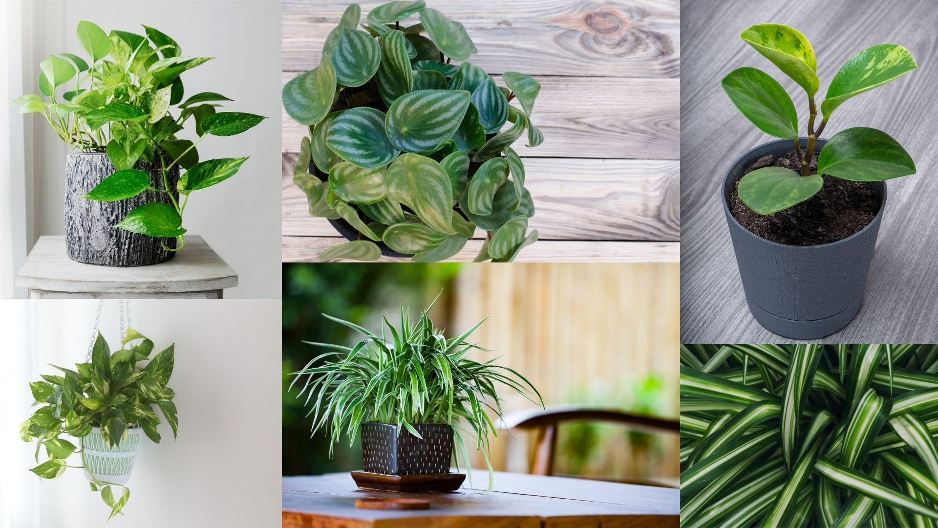 Feng Shui plantas para el home office